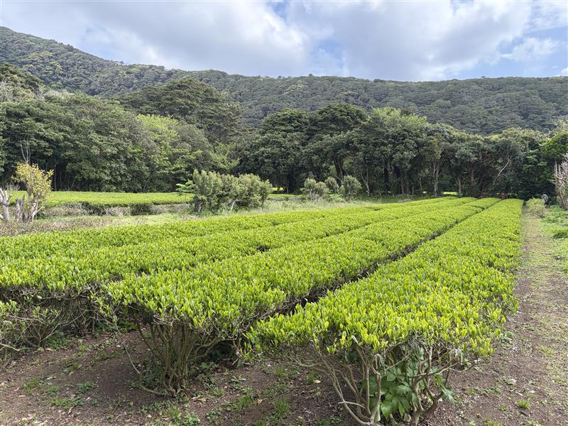 Image - 2026-04-20T173540.629